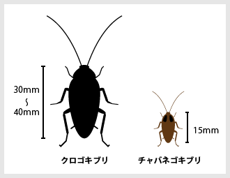 クロゴキブリとチャバネゴキブリ