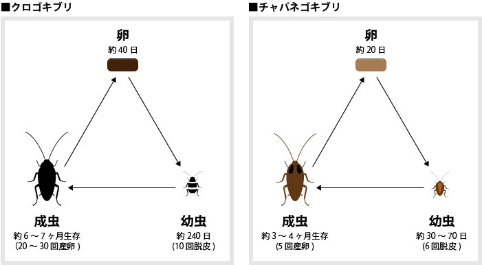 ゴキブリのライフサイクル