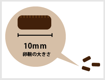 ゴキブリの卵鞘