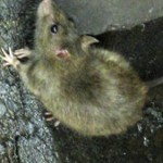 ドブネズミ
